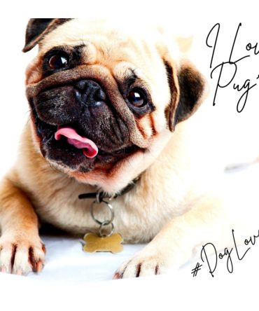 20oz Skinny Tumbler Printed Paper – I Love Pugs