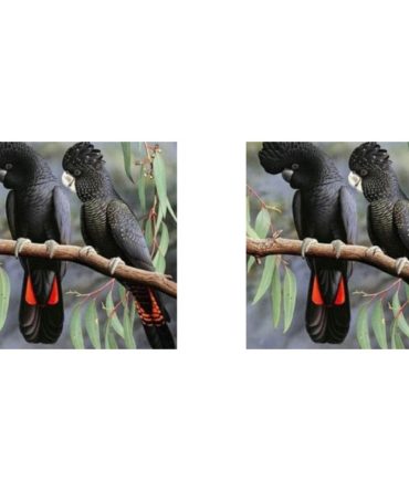 2 Red Tailed Black Cockatoos printed Sublimation Paper for 11oz mug